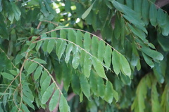 Brownea grandiceps