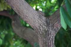 Brownea grandiceps