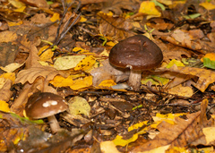 Pluteus