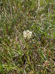 Stackhousia subterranea