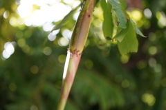 Brownea grandiceps
