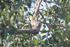 Treron phoenicopterus