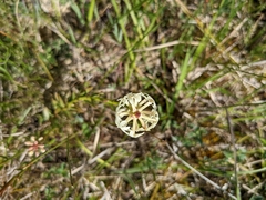 Stackhousia subterranea