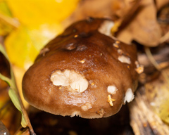 Pluteus
