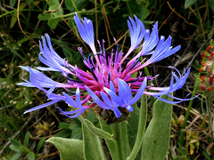 Centaurea triumfettii