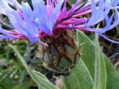Centaurea triumfettii
