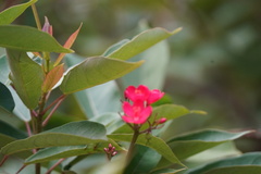 Jatropha integerrima