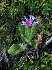 Centaurea triumfettii