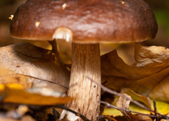 Pluteus