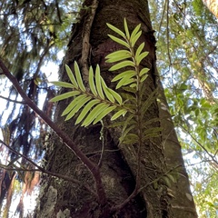 Prumnopitys ferruginea