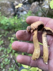 Chroogomphus tomentosus