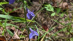 Lobelia reverchonii
