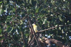 Treron phoenicopterus