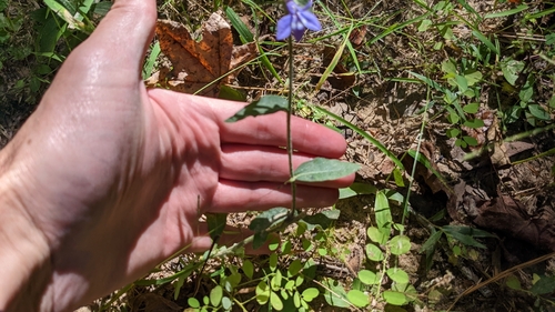 Image of Lobelia reverchonii by (c) Joseph Aubert, some rights reserved (CC BY)