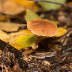 Tubaria furfuracea