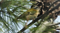 Regulus ignicapilla ignicapilla