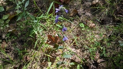 Lobelia reverchonii