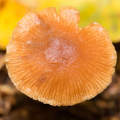 Tubaria furfuracea