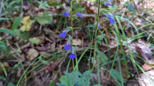 Image of Lobelia reverchonii by (c) Joseph Aubert, some rights reserved (CC BY)