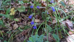 Lobelia reverchonii