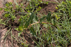 Pachycarpus concolor