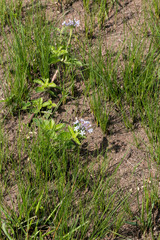 Pentanisia prunelloides