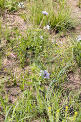 Pentanisia prunelloides