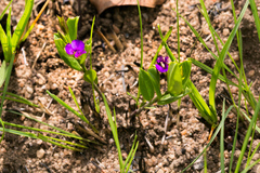 Polygala amatymbica
