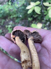 Chroogomphus tomentosus