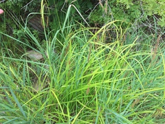 Carex gynandra