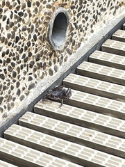Eleutherodactylus planirostris