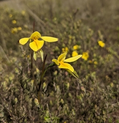 Diuris