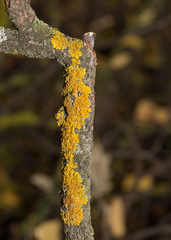 Xanthoria parietina