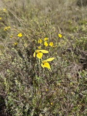 Diuris