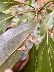 Graphium sarpedon nipponum