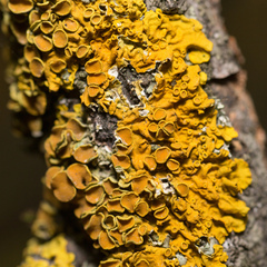 Xanthoria parietina
