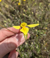 Diuris