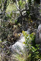 Polystachya pubescens