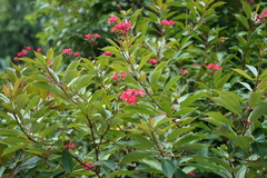 Jatropha integerrima