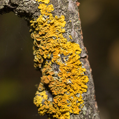 Xanthoria parietina