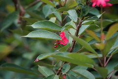 Jatropha integerrima