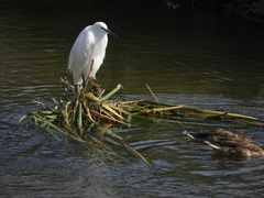 Egretta garzetta garzetta