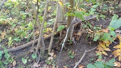 Neoprociphilus aceris