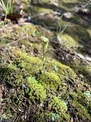Pterostylis robusta