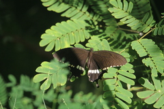 Papilio polytes