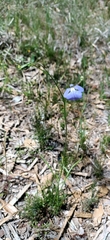 Lobelia tenuior