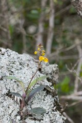Polystachya pubescens