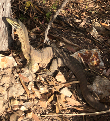 Varanus panoptes
