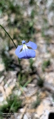 Lobelia tenuior