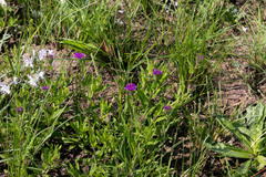 Pseudopegolettia tenella